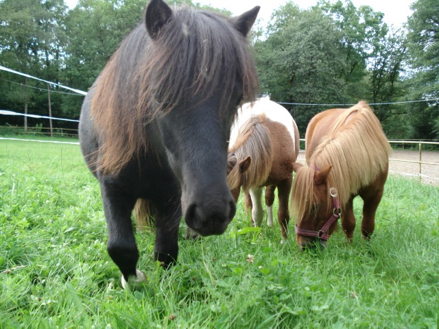 Bilder                     Ponys6