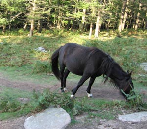 Le Jeu des races Pottok