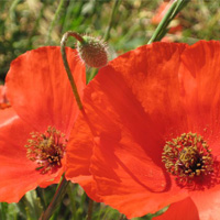 Heilkräuter & Krankheiten  Blumenfotos-mohn