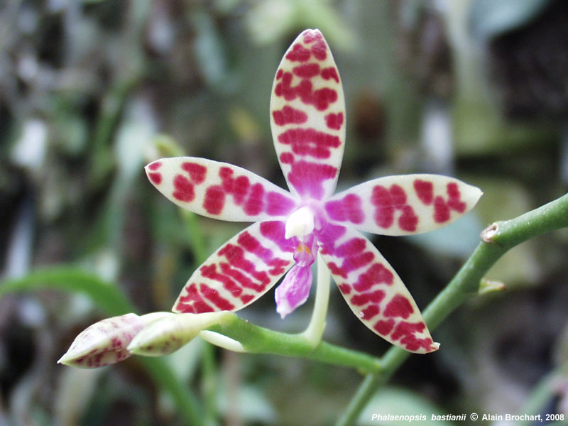 Phalaenopsis mariae 08ph0140