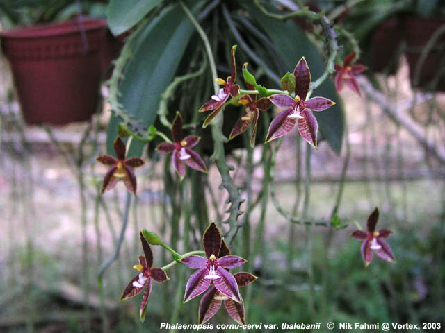 Phalaenopsis cornu-cervi fma. chattaladae 03ph0138