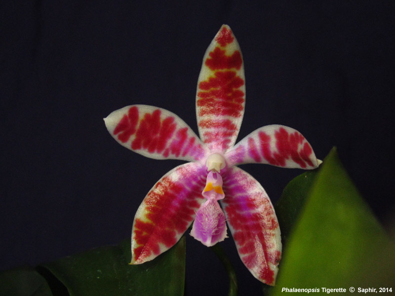 Phalaenopsis lueddemanianna ? 14ph0421