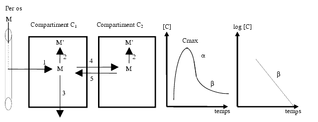  Concentration plasmatique d'un médicament en fonction des modalités d'administration Pharmacocinetique2