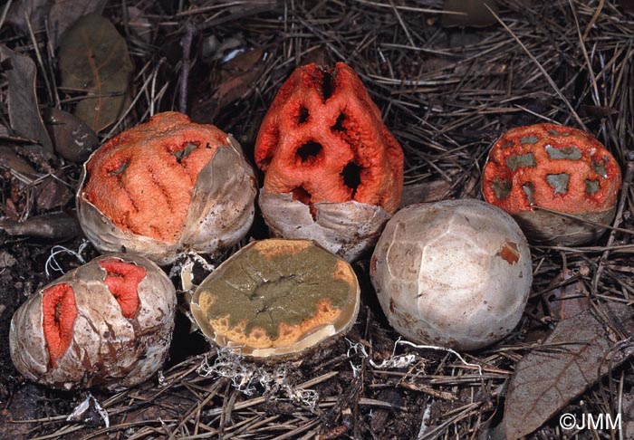 Isla Blanc Leumont, la gran montaña Clathrus%20ruber%203