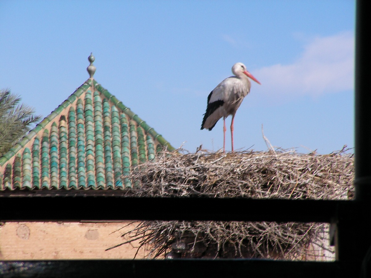       :  /  Cigogne_sur_son_nid