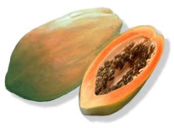  (تداووا ... عباد الله ) - موسوعة الطب البديل  Papaya