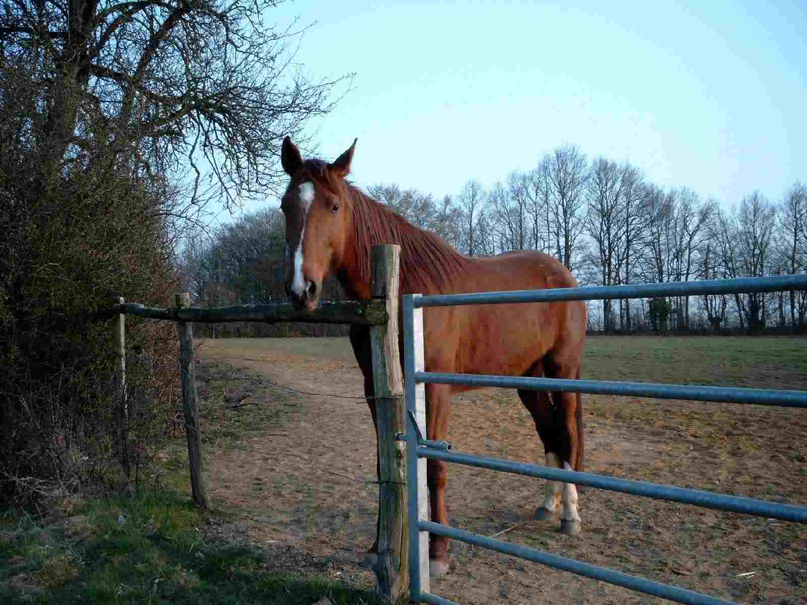 poulain Jocyla2003