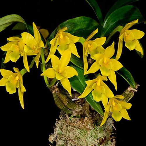  HOA GIEO TỨ TUYỆT - Page 35 Dendrobium-trigonopus-kim-%C4%91iep-thom-61