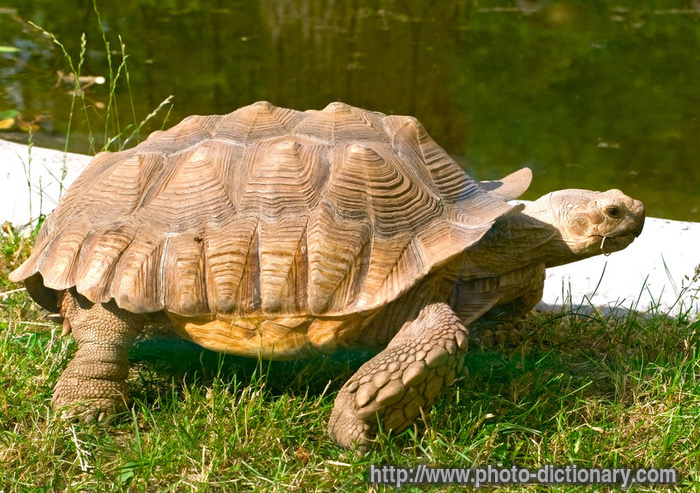 اضخم عشر مخلوقات في العالم 6339Aldabra_giant_tortoise