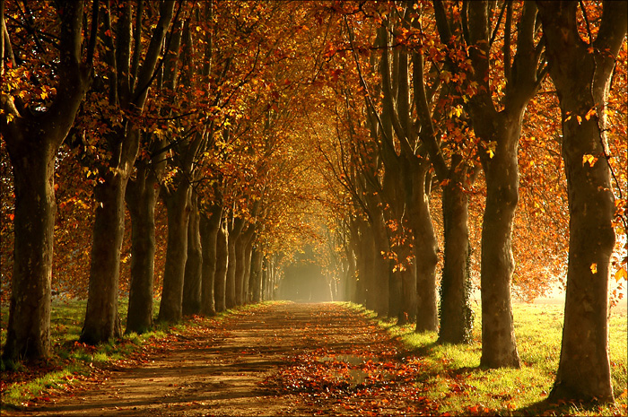                    Saisons  Allee-en-automne