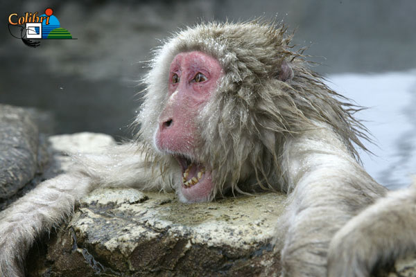 [Jeu] Association d'images - Page 11 Photo-Macaque-japonais-9