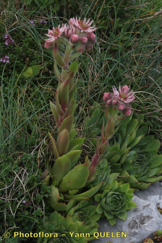 Sempervivum x fauconnetii ???, Grand Montrond, Jura, France Yq001344