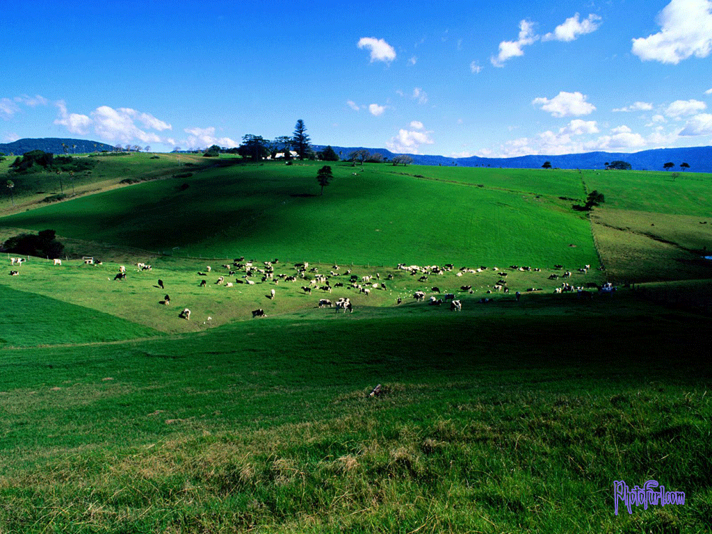 مكتبة لصور الخلفيات **متجدد** Dairy-cattle-new-south-wal