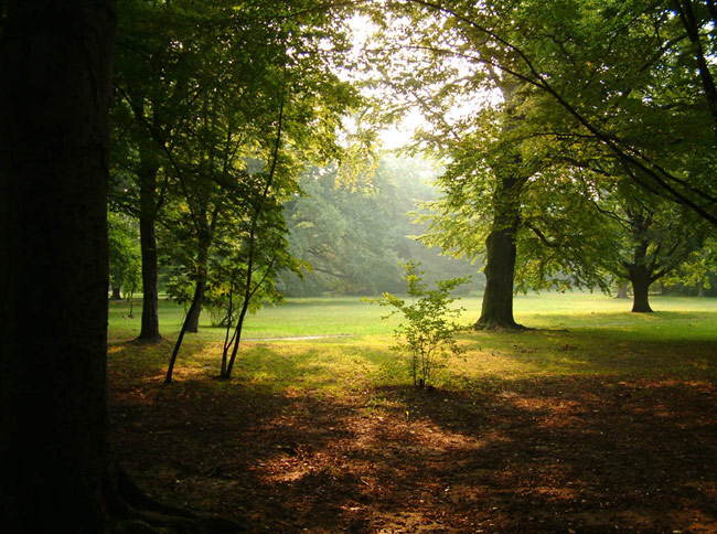 Északi Part, Bíbor-patak Beautiful-forest