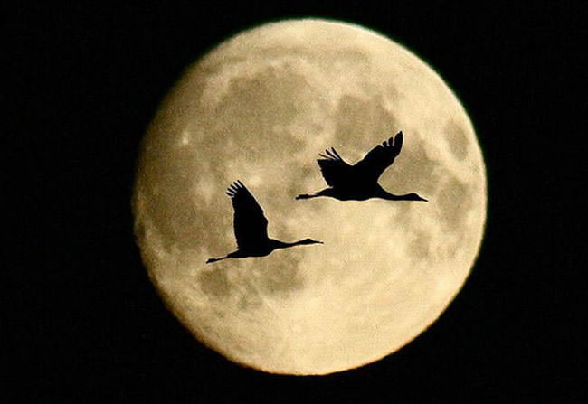 ΠΟΙΗΜΑΤΑ......... Night-birds-moon