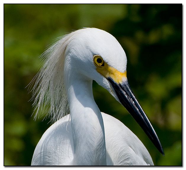 طائر المالك الحزين Snowy%20Egret