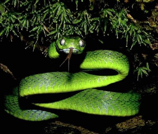 صور تصاميم | صور رئعه | صور نادرة | صور جميلة | صور × صور Green%20Viper