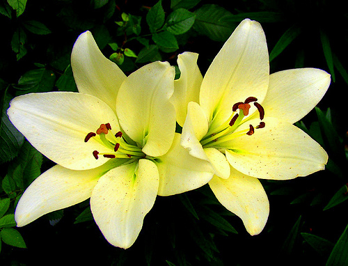 هنئوا معي إخوتي وأخواتي مديرتنا الغالية ( الدرة المصونة ) بألفيتها الثانية Flower23