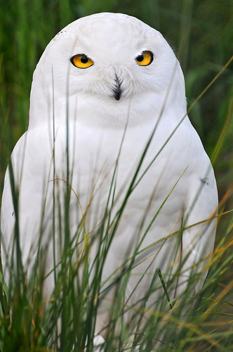 OWL- ஆந்தை. Owl7