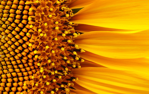 Fotografije suncokreta - Page 15 Sunflower