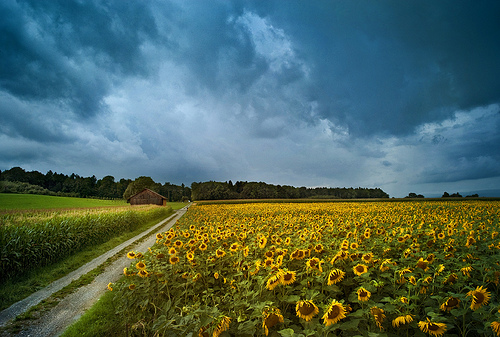 Fotografije suncokreta Sunflower16