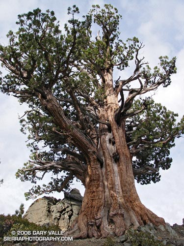 American Bonsai at the NC Arboretum - Page 31 MtBaldyJuniper5326b