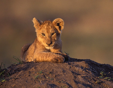 Lion RP 8lion-cub-mara