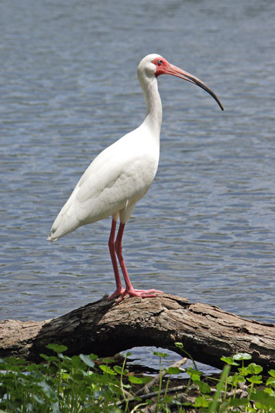 BESTIARIO MEDIEVAL - Página 33 White-ibis-1a