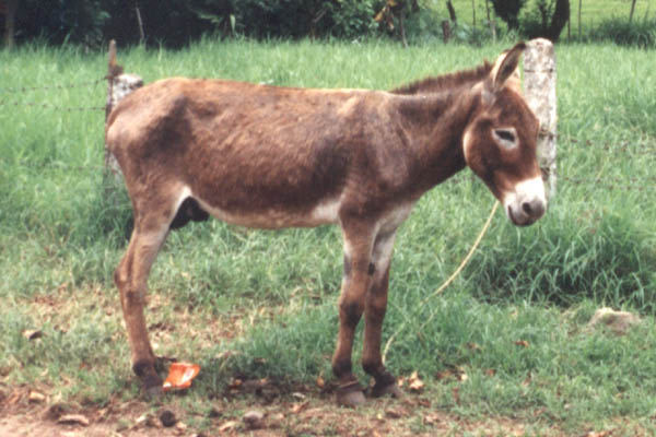 benitoobe Donkey-1