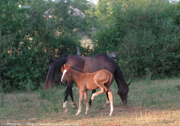 Naissance des poulain de Lovelecheval - Page 2 175989