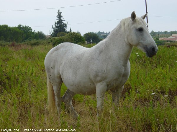 Les Camarguais 224345