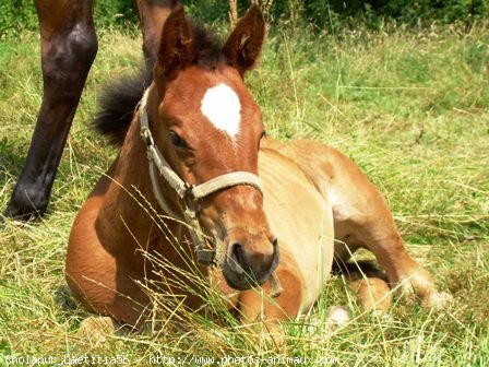 Naissance des poulain de Lovelecheval - Page 2 365008