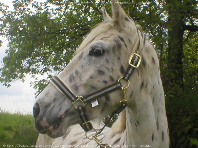 Pongo - talon - Appaloosa 395855