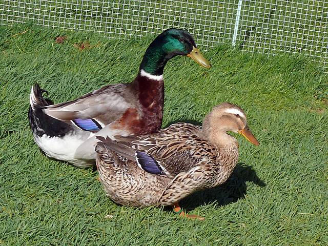 Canard de Rouen Rouen