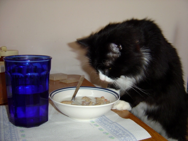 Al BAR del Regno - Pagina 39 Cat_sniffing_breakfast_cereal3