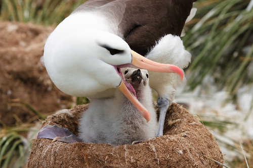 கடற் பறவை  - Page 5 20030102-4528-black-browed-albatross-feeding-chick