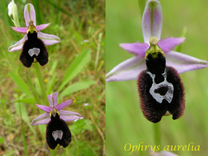 Ophrys bertolonii bertolonii ("aurelia") M_101779623_0