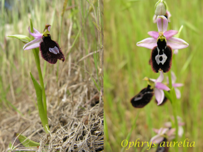 Ophrys bertolonii bertolonii ("aurelia") M_101779625_0