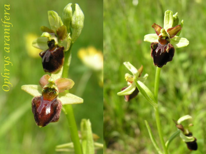 Ophrys aranifera ( = sphegodes , Ophrys araignée ) M_101879891_0