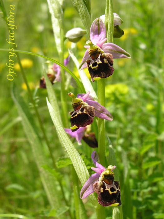 Ophrys fuciflora ( Ophrys frelon  ) M_101892896_0