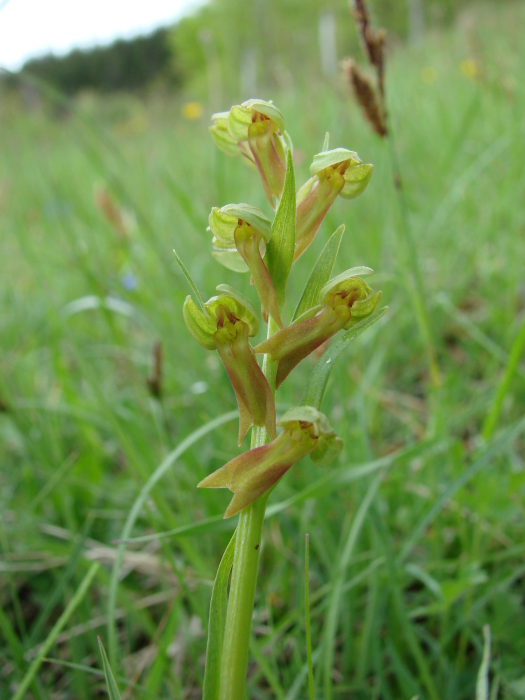 Dactylorhiza (Coeloglossum) viridis( Orchis grenouille ) M_101381606_0