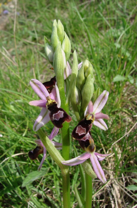 Ophrys bertolonii saratoi ( O. drumana ) M_102137532_0