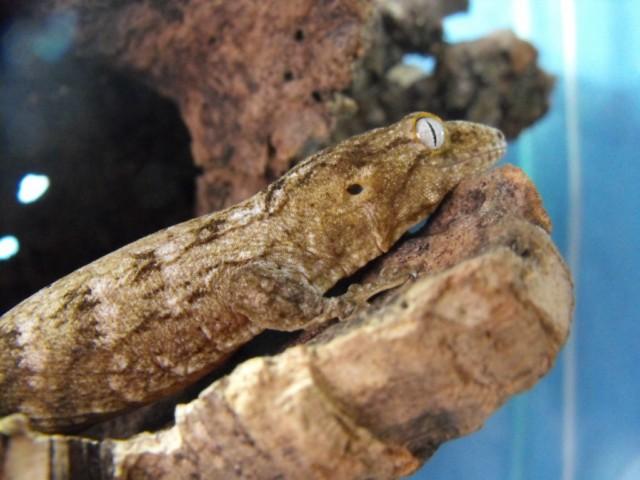 mon leachie (Rhacodactylus leachianus henkeli) M_119256514_0