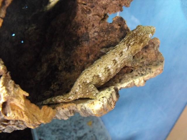 mon leachie (Rhacodactylus leachianus henkeli) M_119256524_0