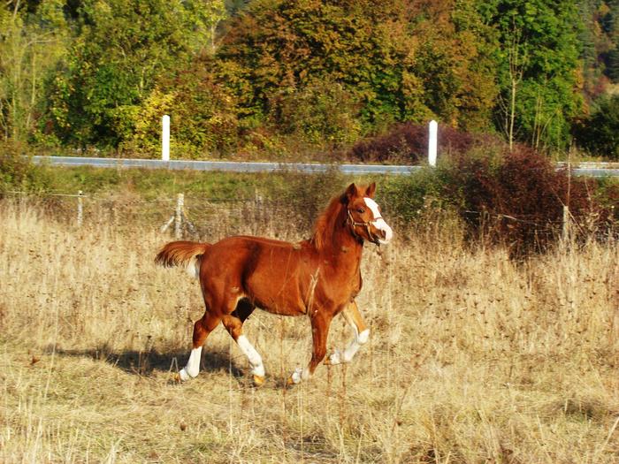 V... par Equus Mr Spock! - Page 2 M_120545238_0