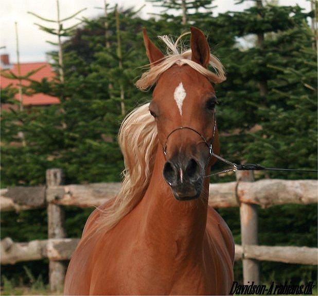 mes arabes, Dsa et chevaux de coeur M_125657439_0