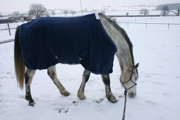 Les poneys français de selle M_136704034_0