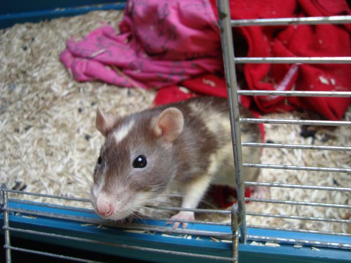 Sauvetage de 150 rats chez moi (fev 2010) M_139011489_0