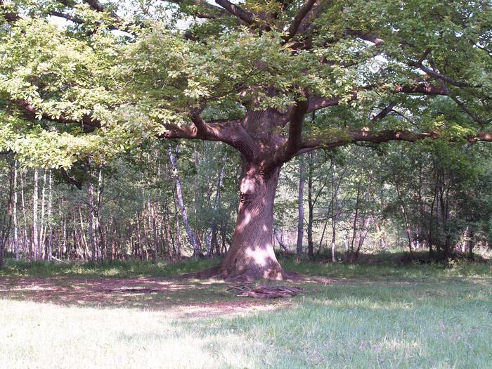 Ballade en forêt M_146289228_0