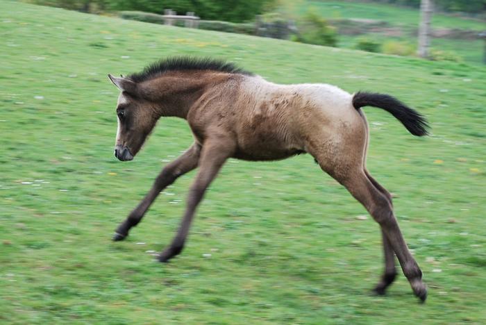 Fans de poneys New-Forest... la suite ! M_146419752_0